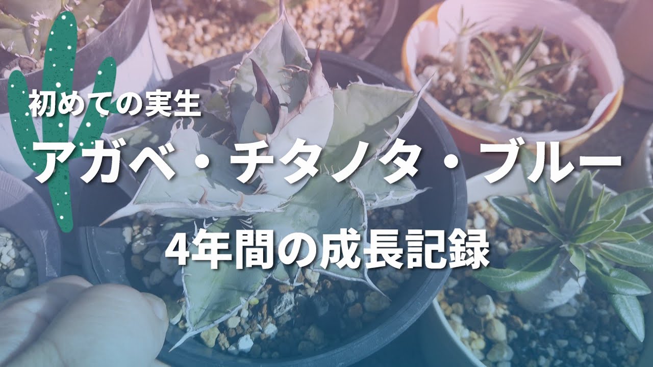 アガベ・チタノタ・ブルー実生】チタノタ・ブルー4年間の記録 #実生