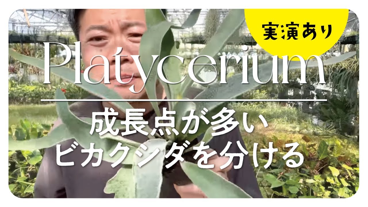 ビカクシダ初心者向け】成長点が多い鉢の株分けを解説 - YouTube