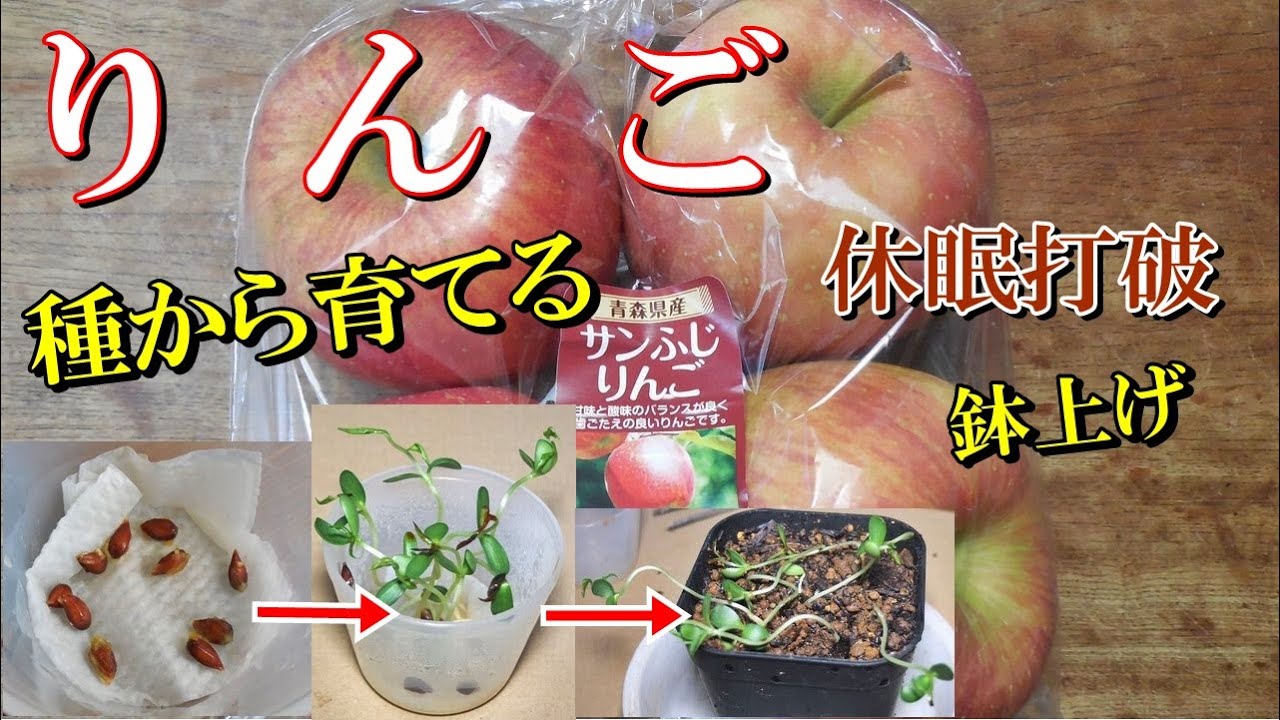 りんご種から育てる】リンゴ サンふじ 休眠打破 発芽 鉢上げ Apple