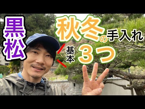 Pruning Japanese Black Pine] These are the three basics for autumn