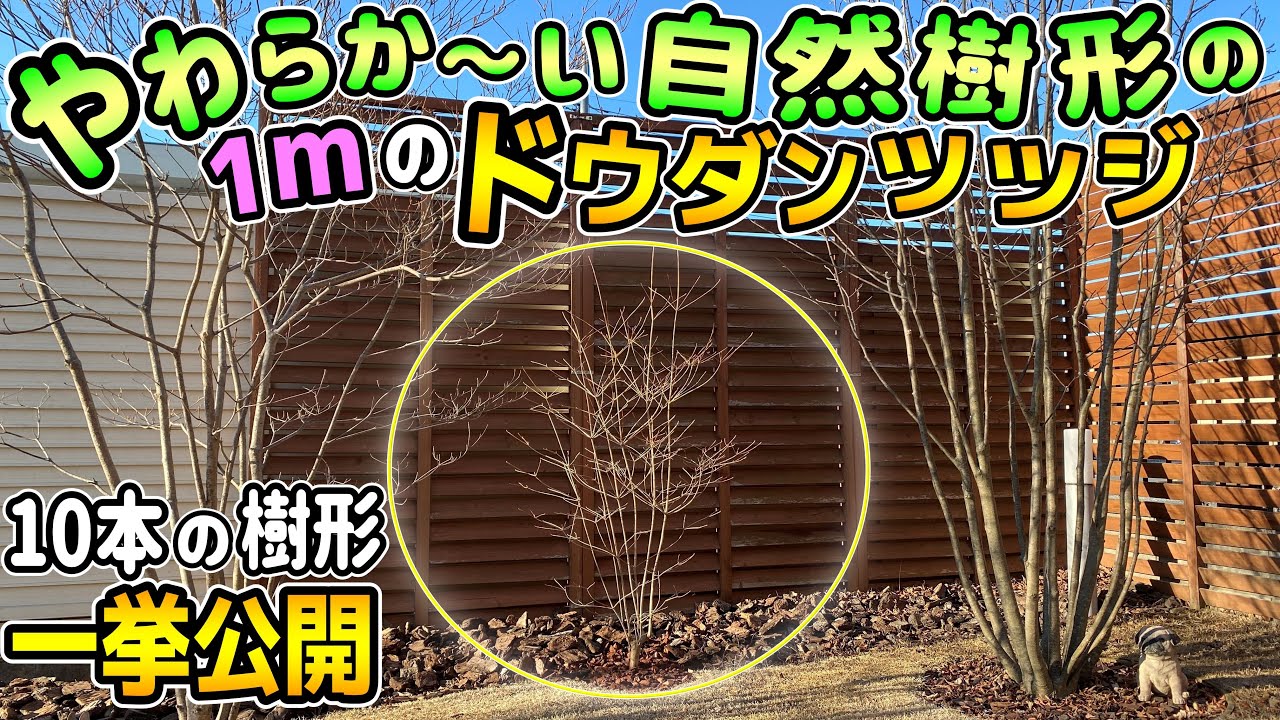 Lawn and Miscellaneous Garden] Recommended shrubs! We'll be