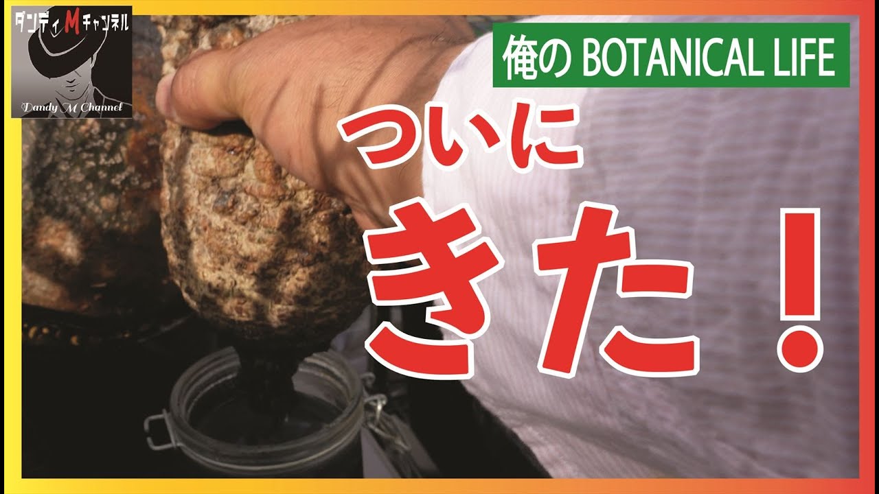 これで成功者だっ！】オペルクリカリアパキプス発根管理ついにその時が