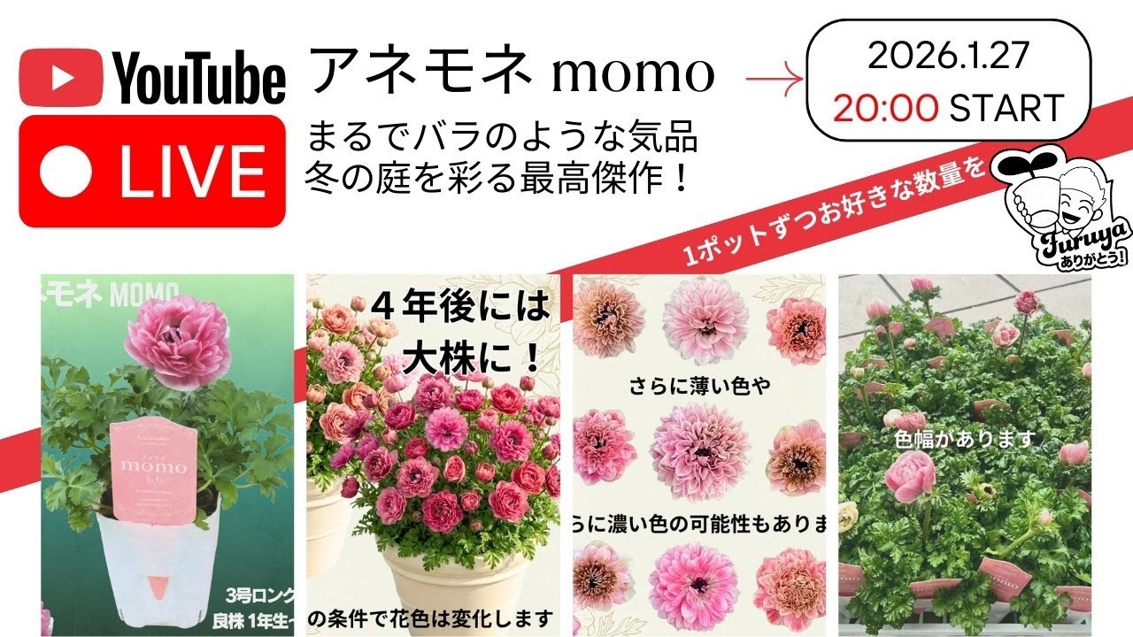 20時〜！アネモネ momo 数量限定Live販売！ アネモネの話をしながら4年
