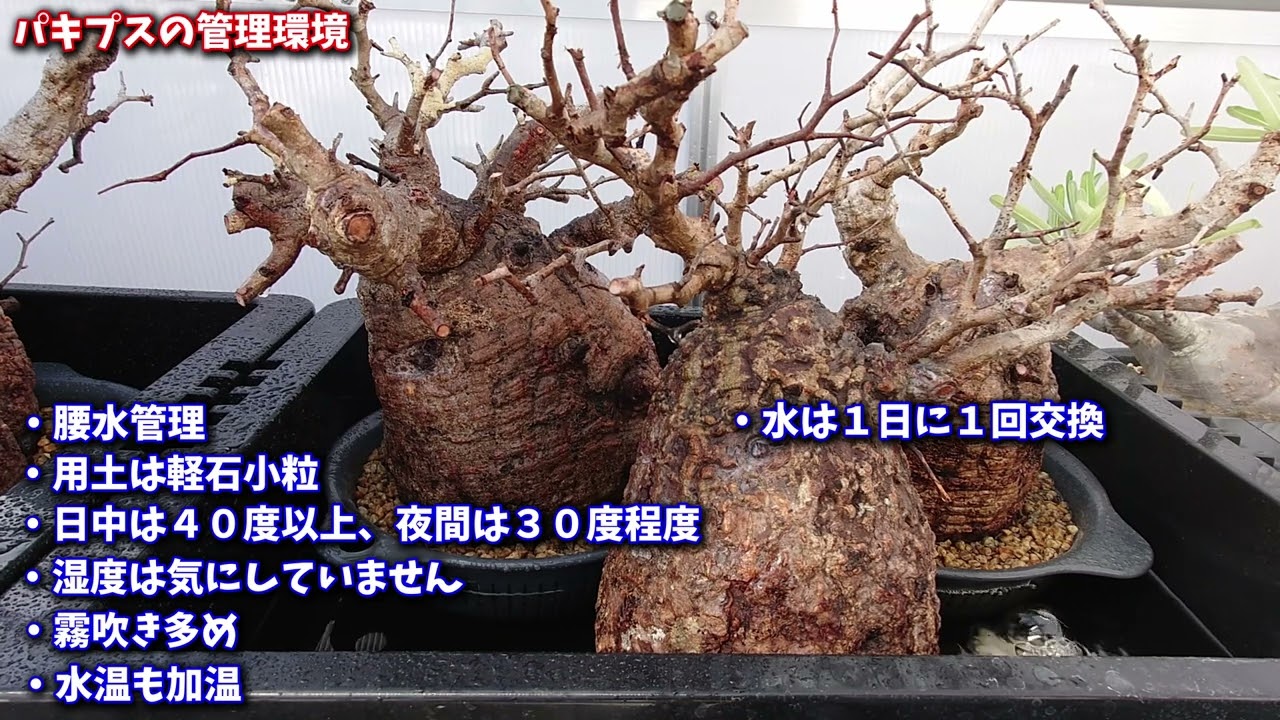 オペルクリカリア パキプスの発根管理環境 - YouTube