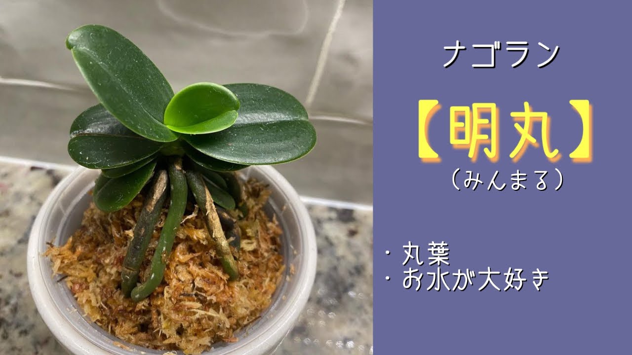 2023年9月17日 ナゴラン【明丸】丸葉が可愛い❣️ 咲かせたい 根っこが