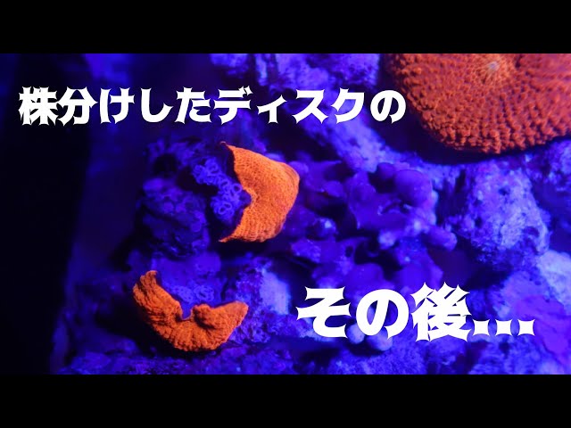 失敗？成功？】株分けしたディスクコーラルのその後について