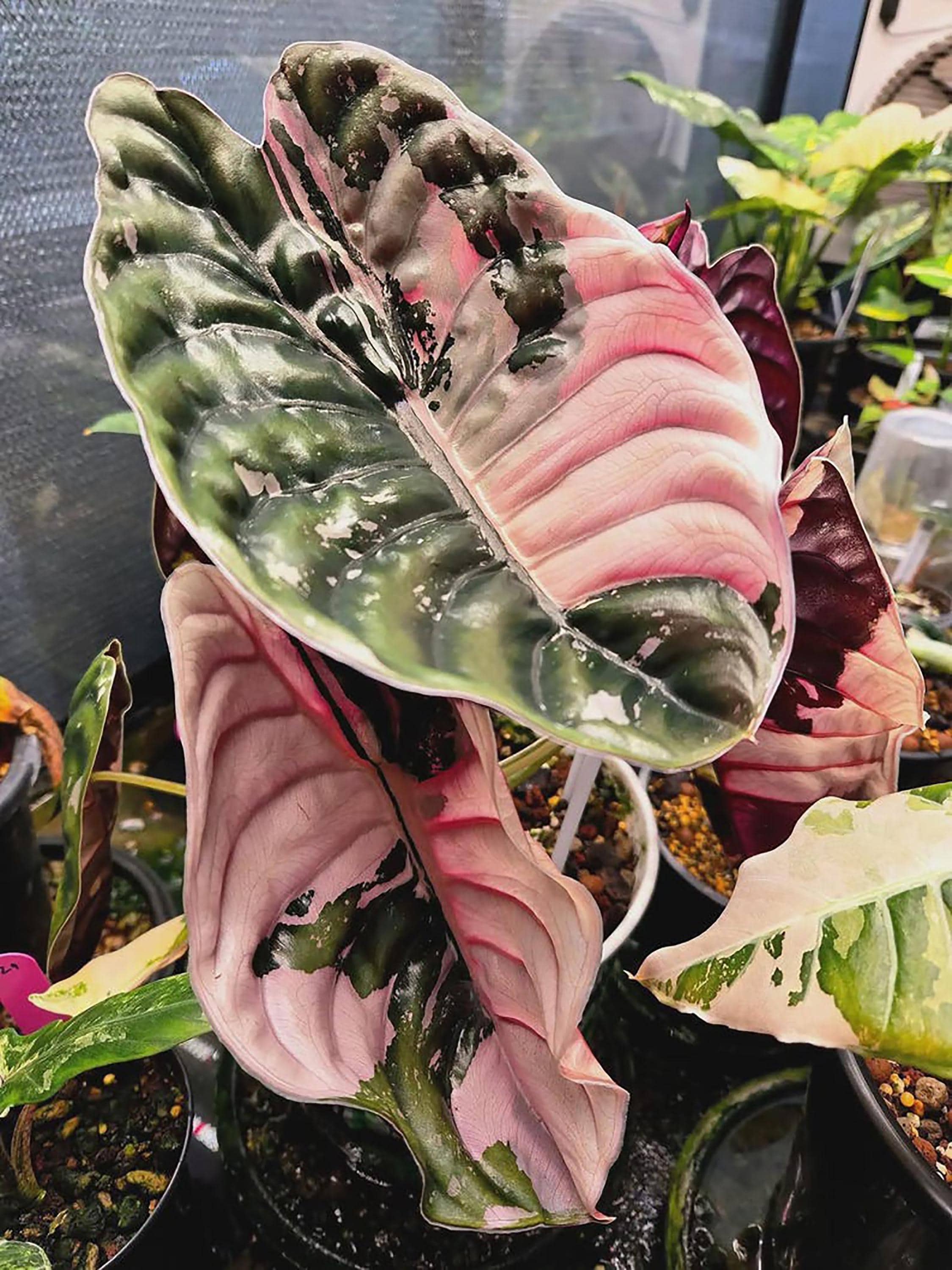 Variegated Alocasia Cuprea Pink - Etsy