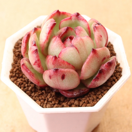 プリリンゼアナ】の紹介ページ｜E-TANIKU（イータニク）