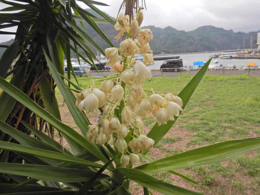 ユッカ（キミガヨラン）開花中（'24/8月中旬） | 小笠原マルベリー