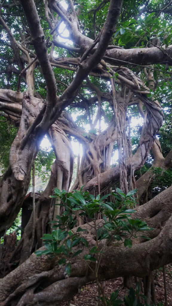 奄美大島 穴場なガジュマル並木。 - mozk surf＆yoga