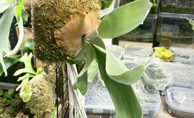 P. veitchii 'Auburn River'(アーバンリバー)の育成・成長レポート