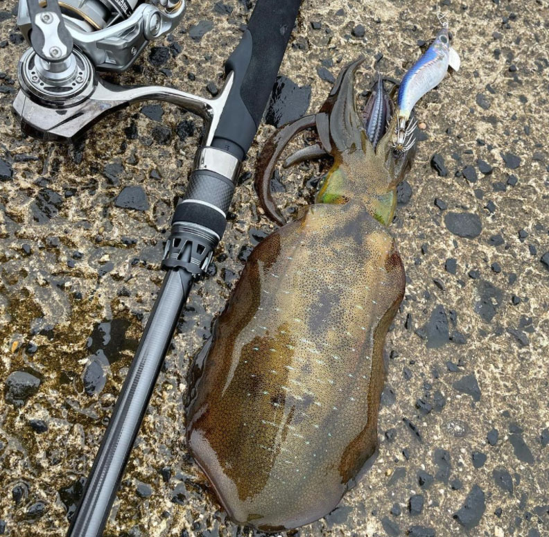 ソルティーステージ・プロトタイプ エギング】全4本がいよいよ登場