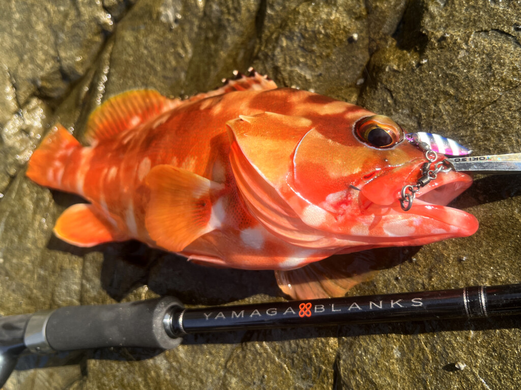 サーフ・磯・河川どこでも使える】ヤマガブランクス88チェインで釣れた