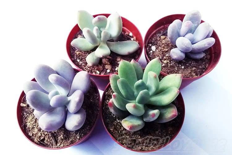 これ、似てるね！？」シリーズ vol.2｜「サン美人」「女美月」「バイオ