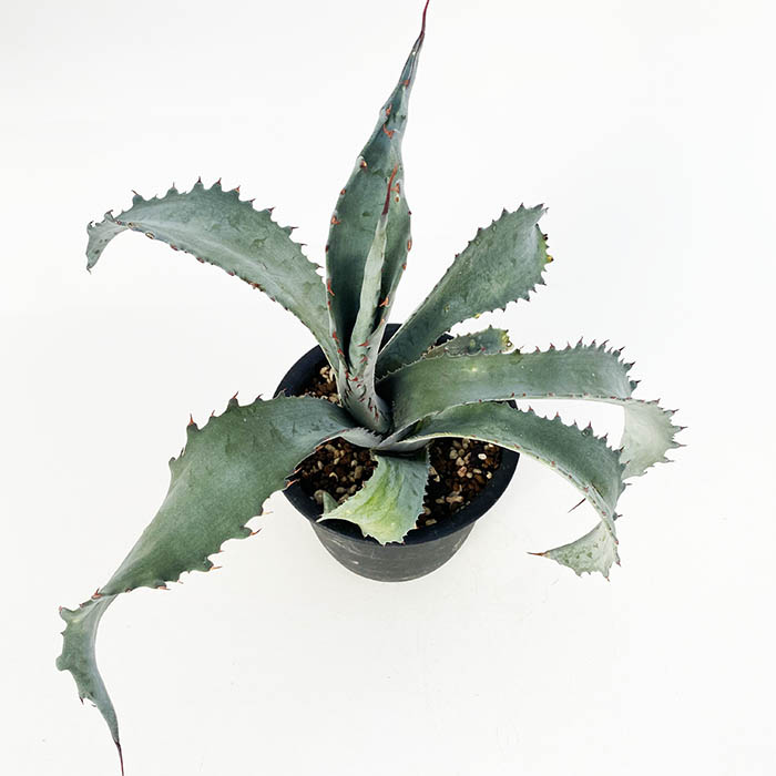 アガベ プロトアメリカーナ ”ファンキートゥース” | ネットショップ