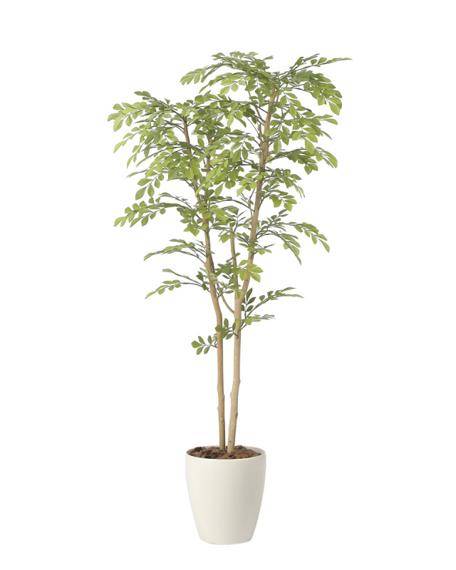 光触媒 光の楽園 ゴールドクレスト1.35(ポリ製)【インテリア フェイク