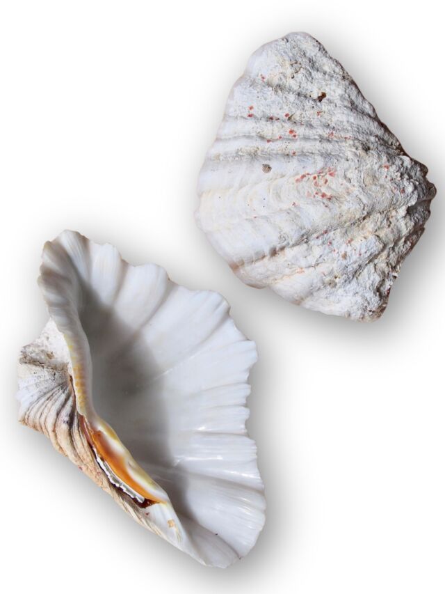 貝殻・ヤドカリ・サンゴ