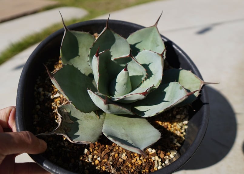 アガベ パリートランカータ NO.2 | mana's farm:塊根植物・アガベ