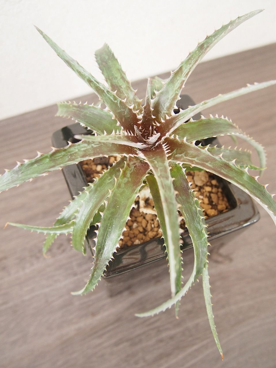 ディッキア Dyckia (reitzii rubra X Arizona) X goehri