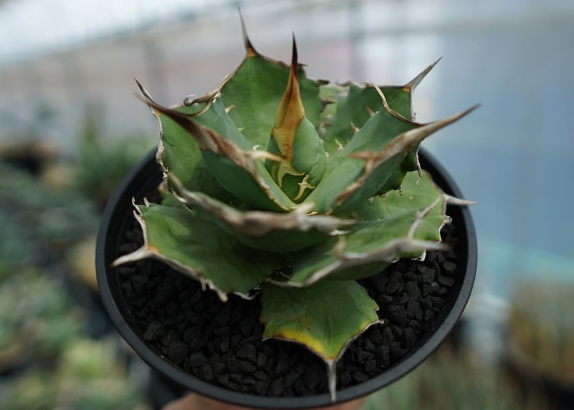 アガベ チタノタ 獅子光 agave titanota lion light | mana'