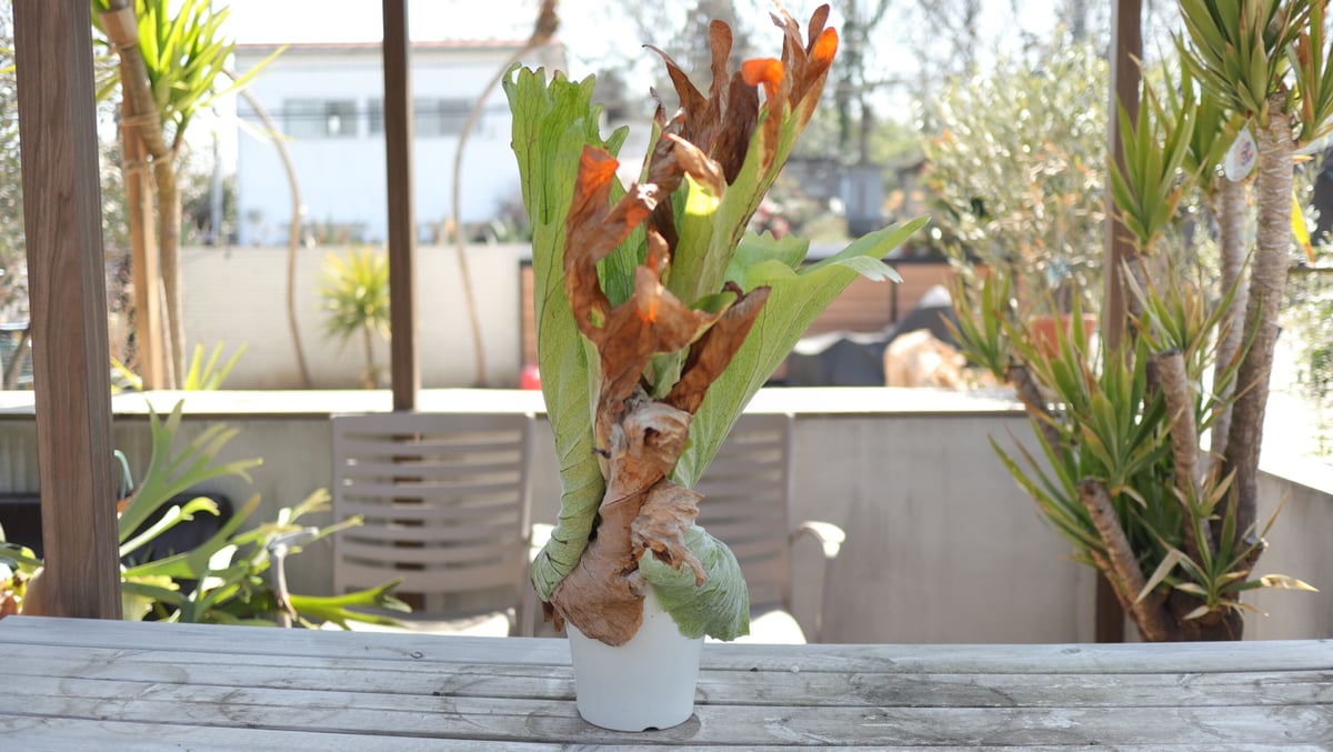 ビカクシダ グランデ《1》 | mana's farm:塊根植物・アガベ・ドライ