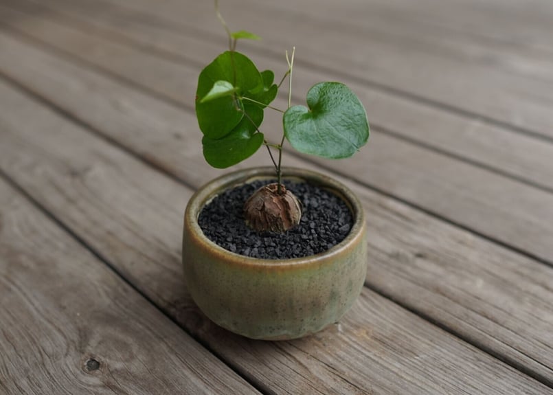 亀甲竜 ”塊根植物スターターセット” NO.2 | mana's farm:塊根植物