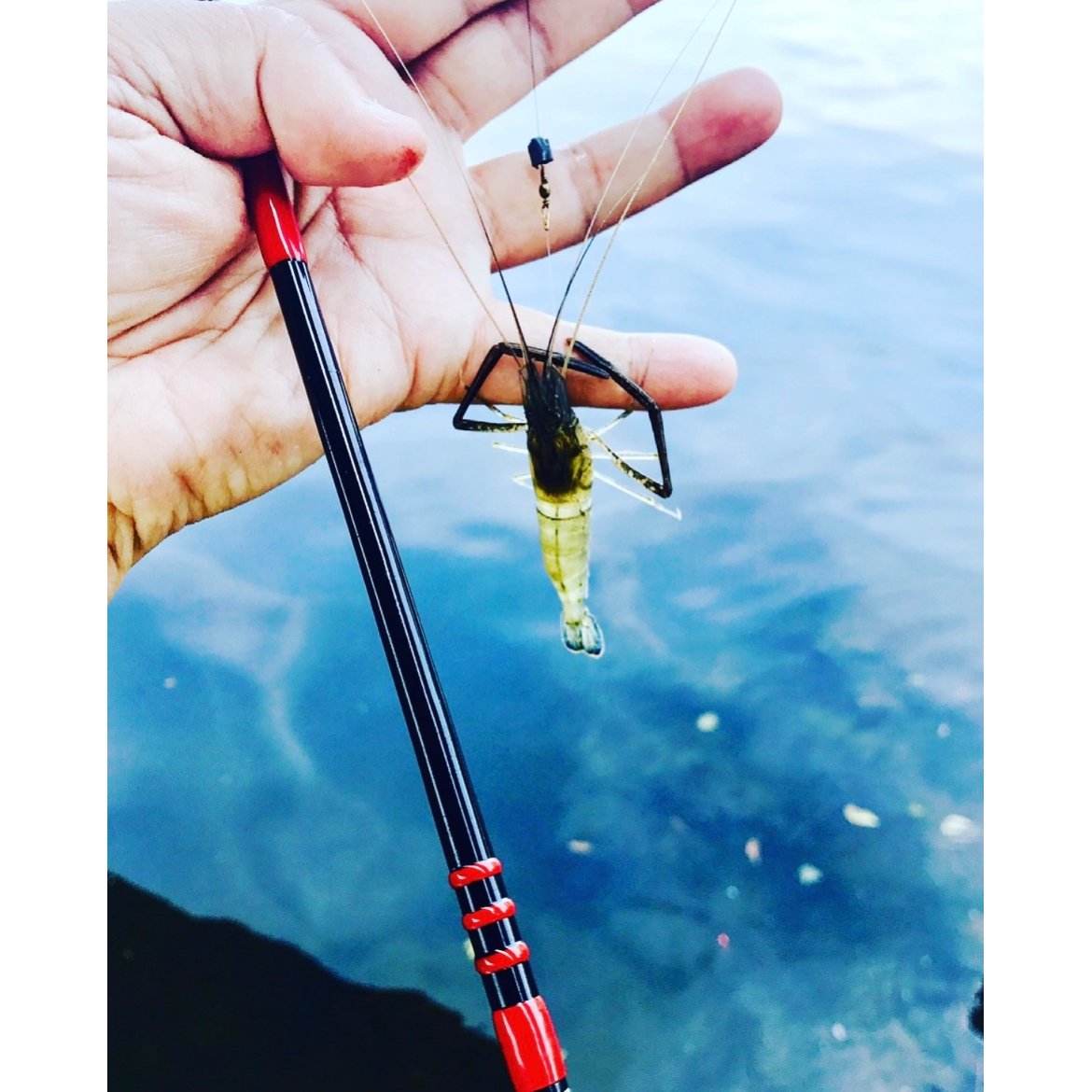 SHIZUKU】復刻 タナゴ竿 8尺（6尺）紅(クレナイ)☆事前予約