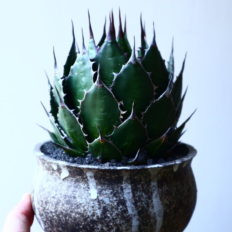 アガベ ホリダ Agave horrida no.32229 | 芽の巣山