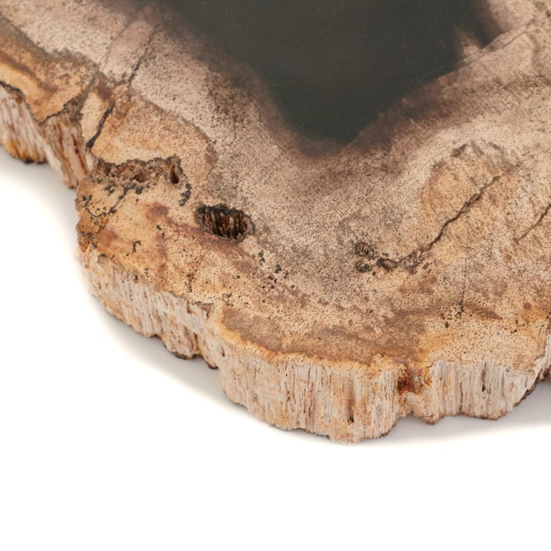 1点物】ペトリファイドウッドプレート XL1 | ÜME Online shop /