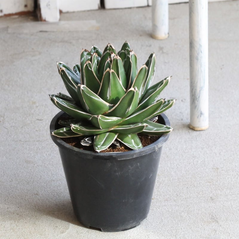 アガベ 笹の雪 特ワイド 濃ペンキ | hanayoshi-botanical