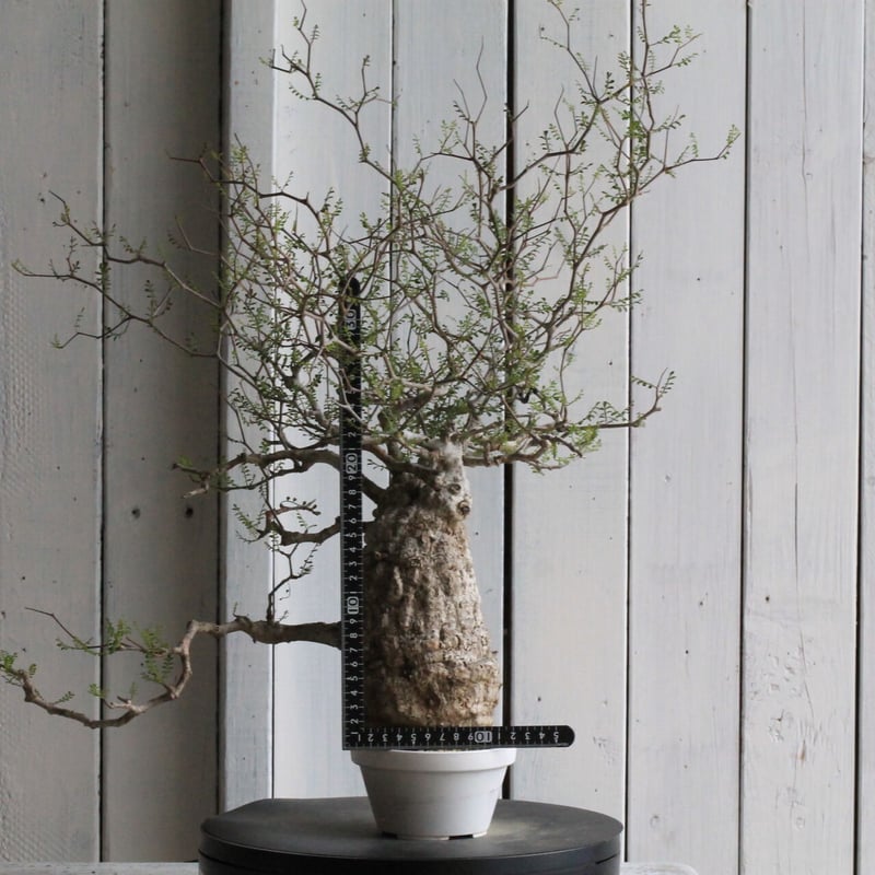 オペルクリカリア パキプス | hanayoshi-botanical