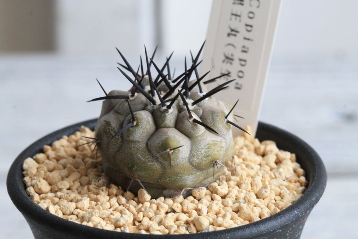 コピアポア シネレア 黒王丸（実生） | hanayoshi-botanical