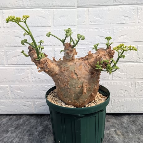 キフォステンママクロプス | STORES