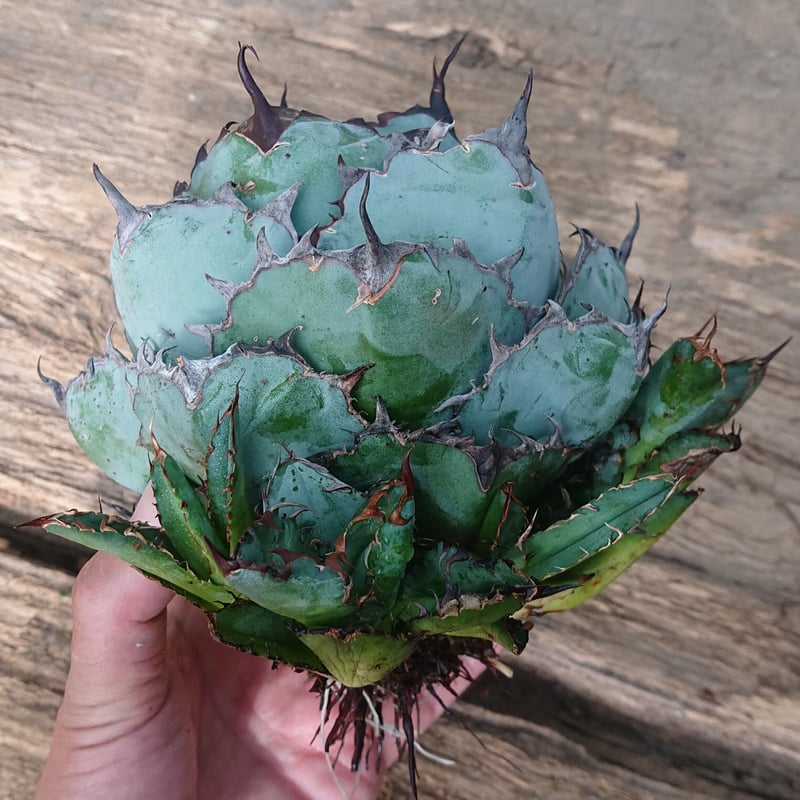 no.10 アガベ チタノタ ブラックアンドブルー Agave titanota black&