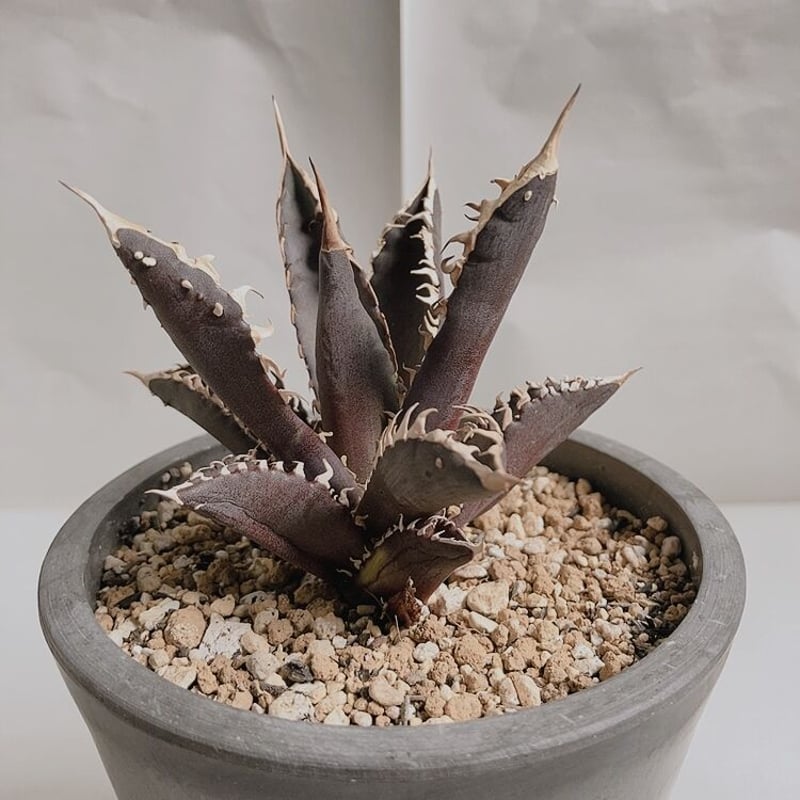 アガベ チタノタ レッドキャットウィーズル 裏棘 | 4S'easons.