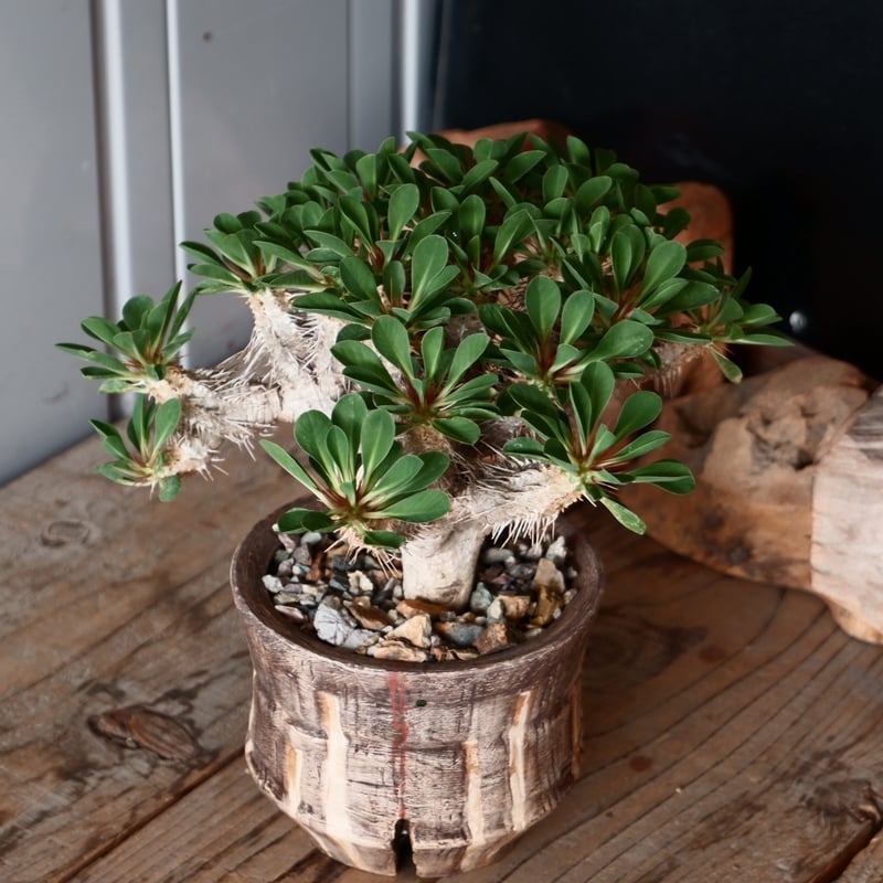 中株 ユーフォルビア ギラウミニアナ 輸入株［No.23］ × 沼野秀章 作品