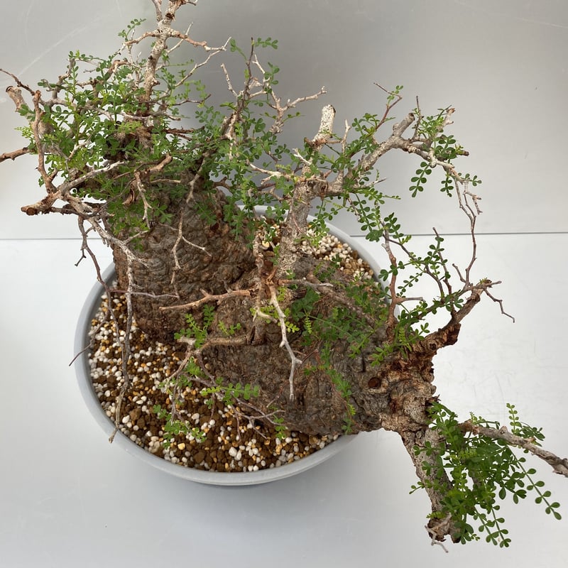 特大 多頭 マルチヘッド オペルクリカリア パキプス MP04 発根済 現地