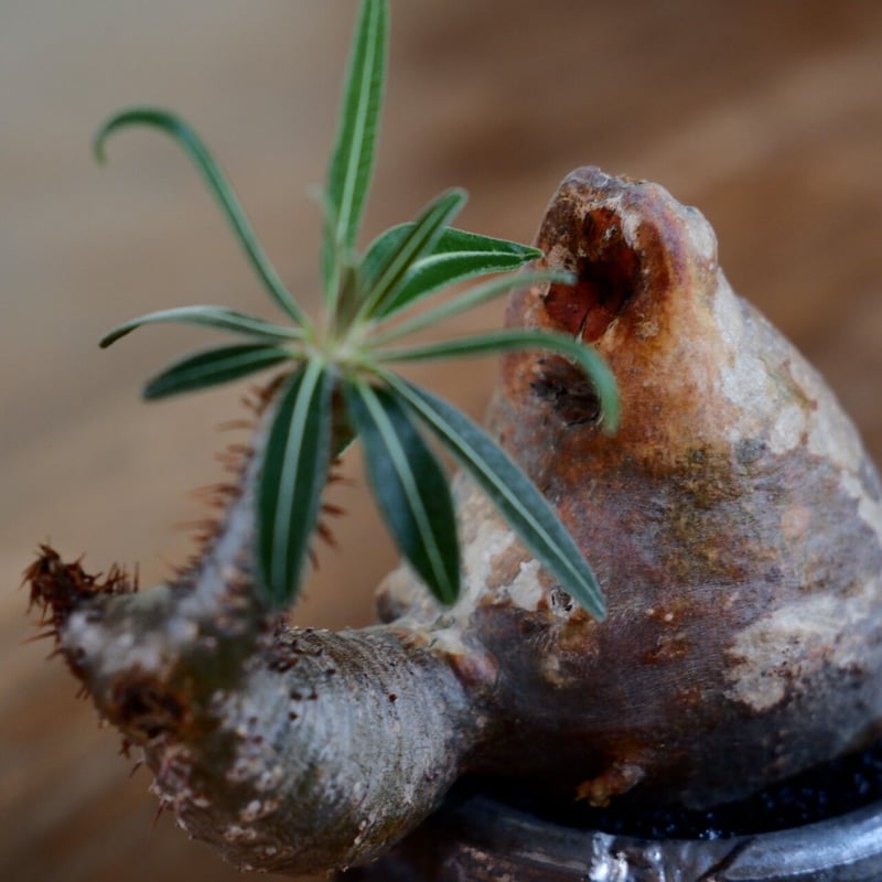 発根済 変態 二頭 グラキリス - 象牙宮 - size S ［No.20］ × 松野然