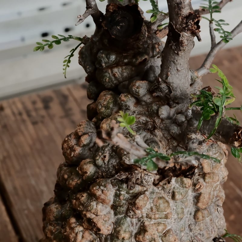 オペルクリカリア パキプス φ9.5cm［No.2］ × 小野瀬一 作 3号鉢 | B