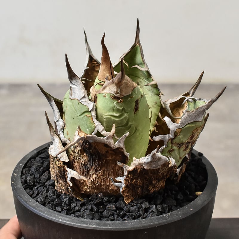 アガベ オアハカ 