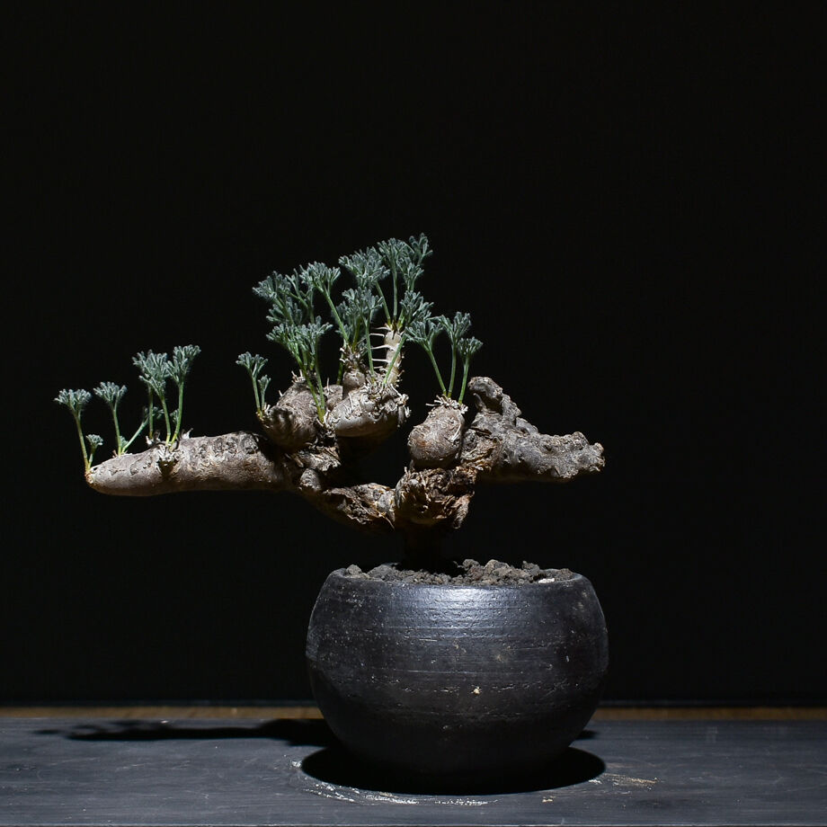 サルコカウロン ムルチフィズム 