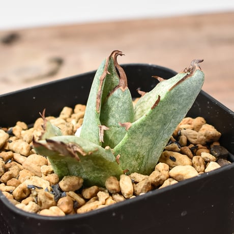 CATEGORY オテロイ / 実生 | RAFLUM / ラフラム｜東京、大阪の塊根植物