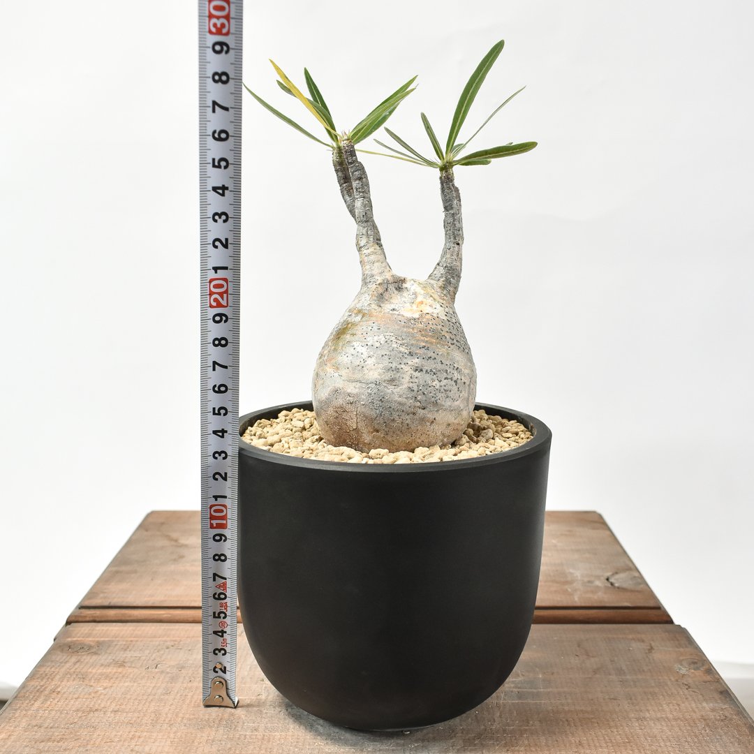 パキポディウム グラキリス 【現地球/発根済み】HK2402615 | RAFLUM