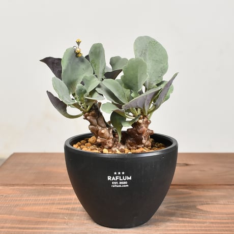 CATEGORY オトンナ | RAFLUM / ラフラム｜東京、大阪の塊根植物