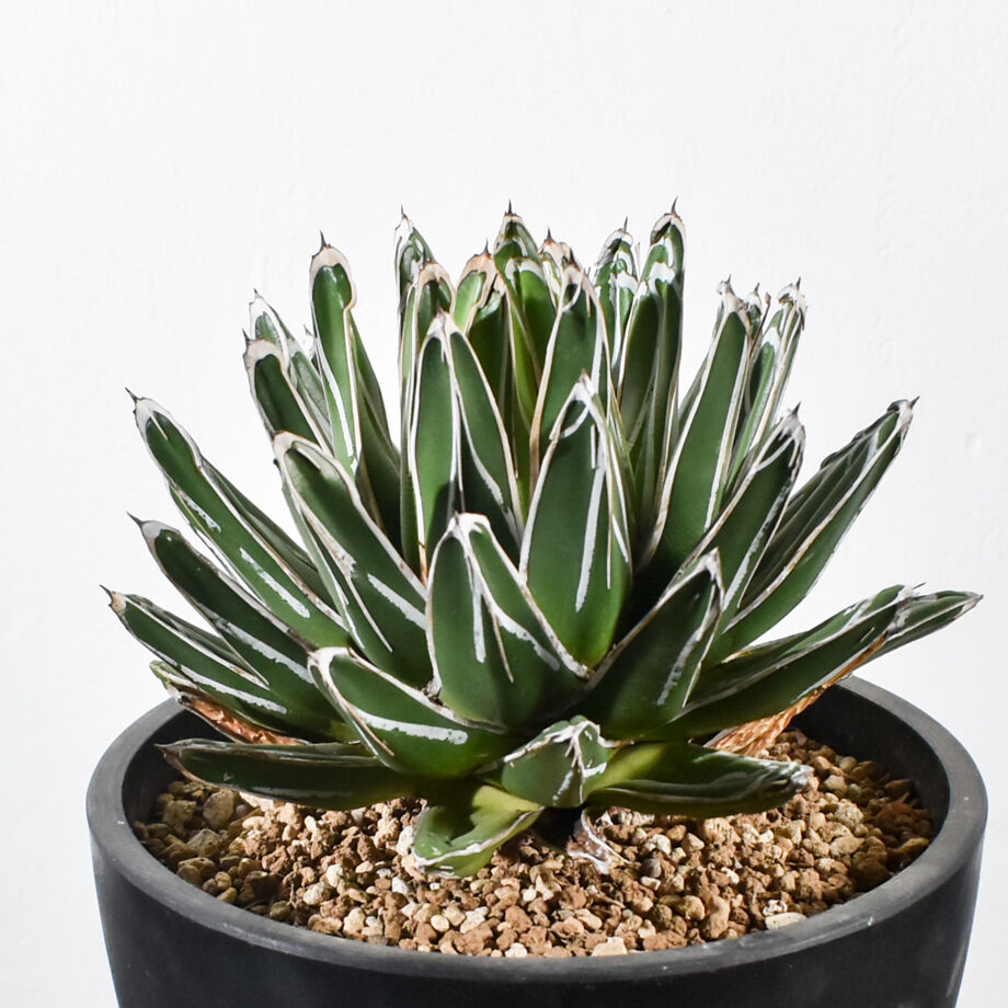 アガベ ビクトリアレジーナ(笹の雪)【大人気！笹の雪！気品あふれる美