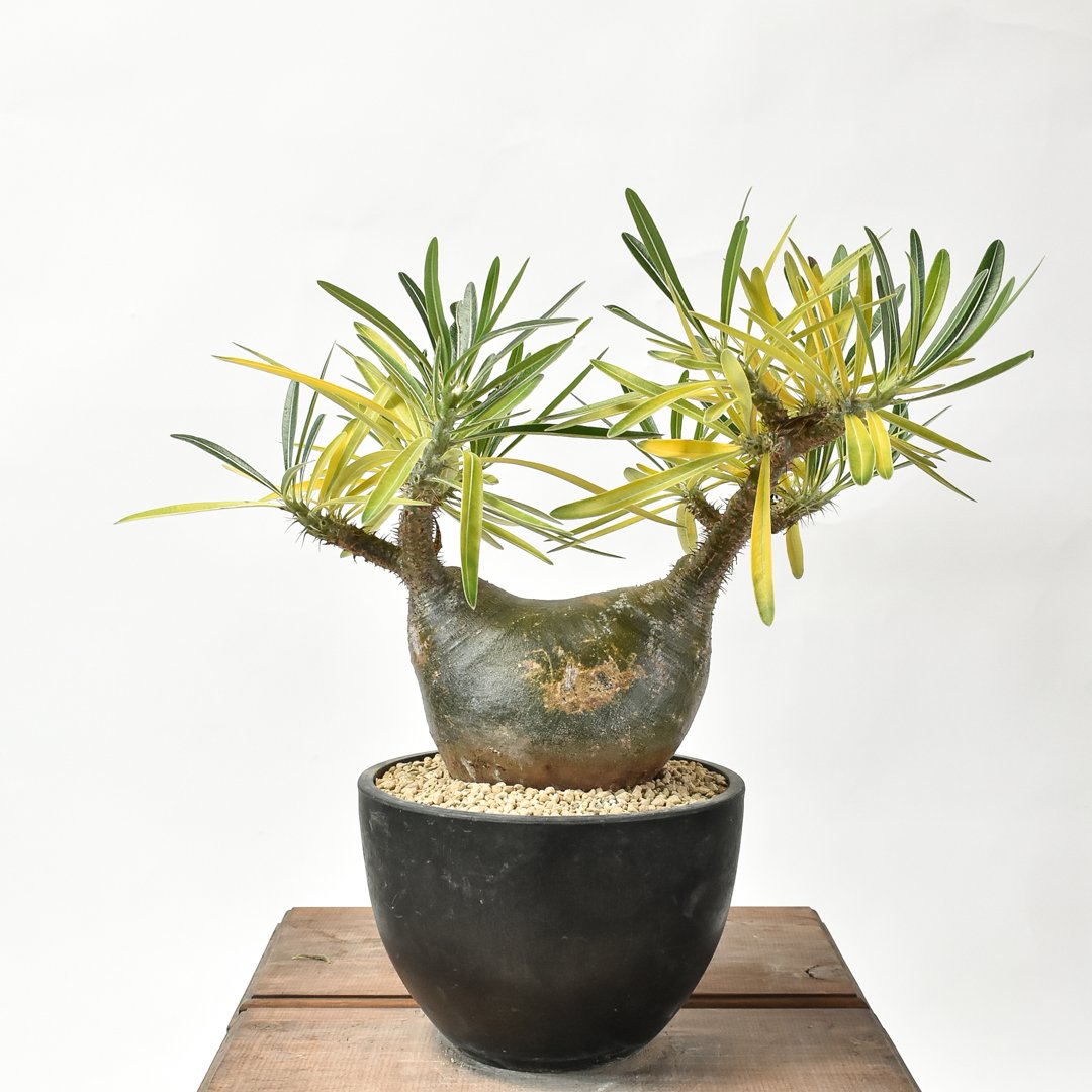 パキポディウム グラキリス 