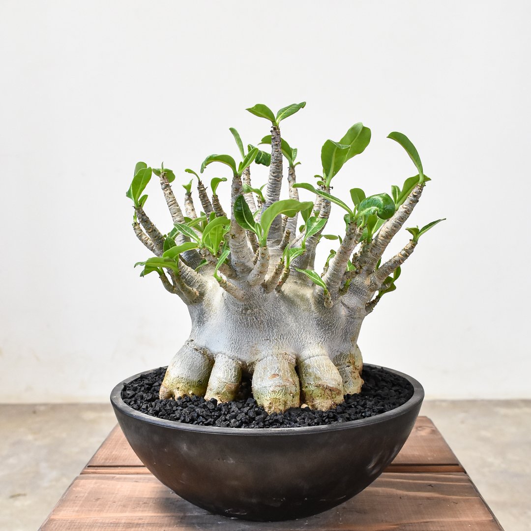 アデニウム ソコトラナム 【発根済み】GS2400296 | RAFLUM / ラフラム