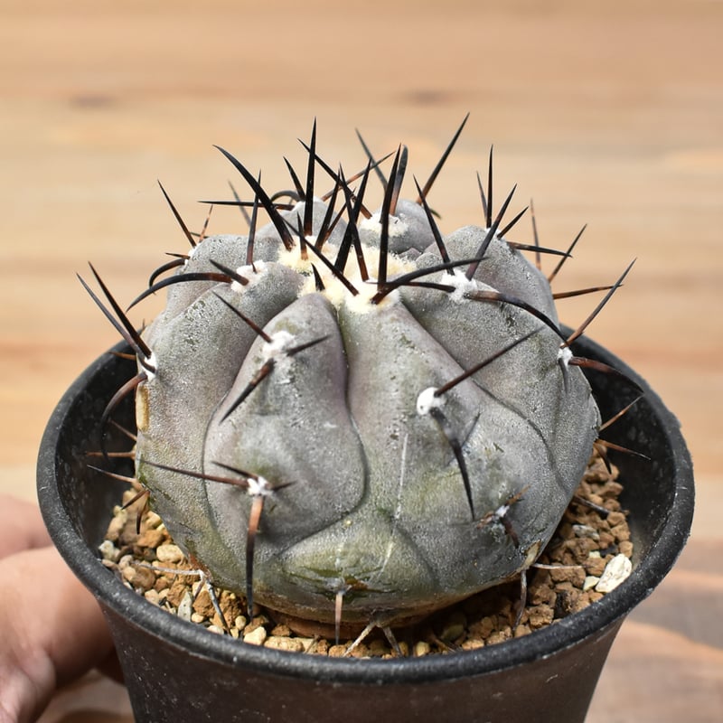 コピアポア シネレア 