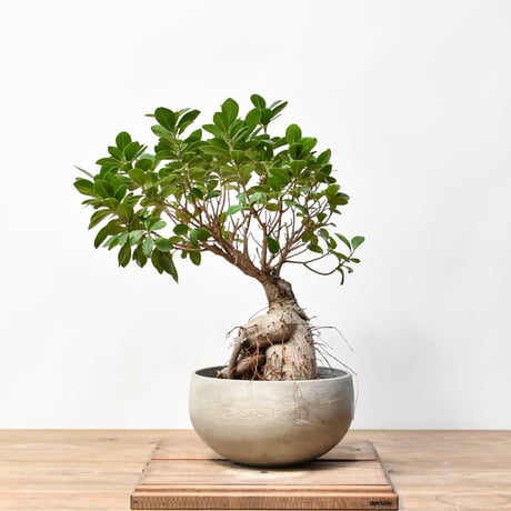 パキポディウムイノピナツム | STORES