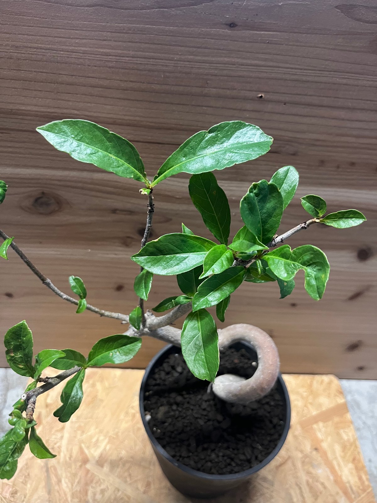 アダンソニア ディギタータ バオバブ | GREEN LUCK